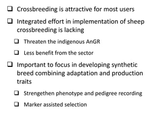 Sheep crossbreeding in Ethiopia