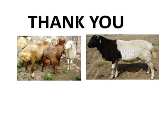 Sheep crossbreeding in Ethiopia