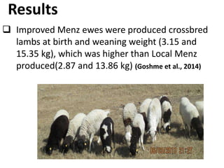 Sheep crossbreeding in Ethiopia