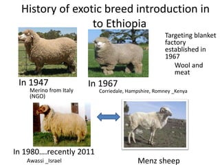 Sheep crossbreeding in Ethiopia