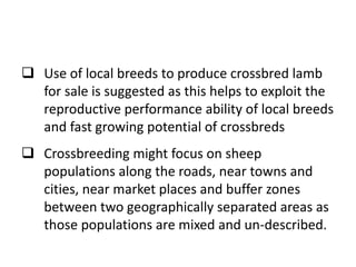 Sheep crossbreeding in Ethiopia