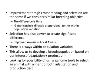Sheep crossbreeding in Ethiopia