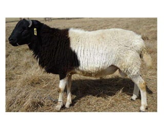 Sheep crossbreeding in Ethiopia