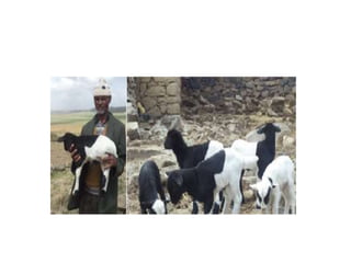 Sheep crossbreeding in Ethiopia