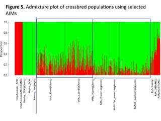 Sheep crossbreeding in Ethiopia