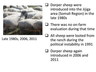 Sheep crossbreeding in Ethiopia