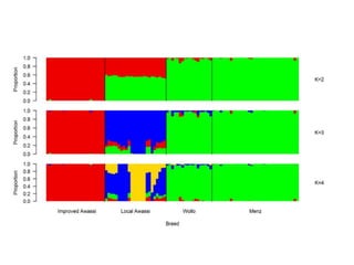 Sheep crossbreeding in Ethiopia
