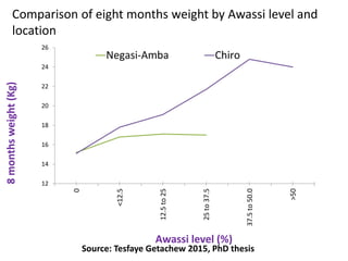 Sheep crossbreeding in Ethiopia
