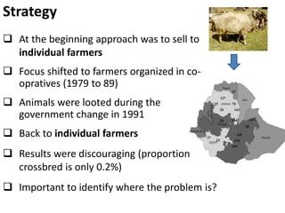 Sheep crossbreeding in Ethiopia