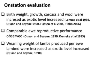 Sheep crossbreeding in Ethiopia