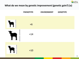 Ongoing research and development efforts in sheep genetic improvement  (genetic gains)
