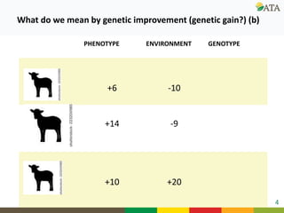 Ongoing research and development efforts in sheep genetic improvement  (genetic gains)