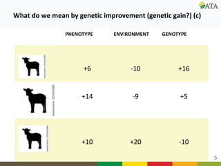Ongoing research and development efforts in sheep genetic improvement  (genetic gains)