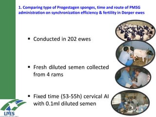 Oestrus synchronization and AI as tools for rapid dissemination of improved sheep genotypes
