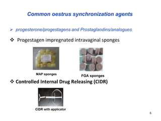 Oestrus synchronization and AI as tools for rapid dissemination of improved sheep genotypes