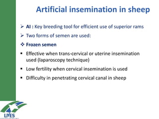 Oestrus synchronization and AI as tools for rapid dissemination of improved sheep genotypes