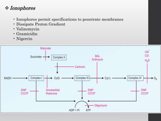 Ionophores
• Ionophores permit specifications to penetrate membranes
• Dissipate Proton Gradient
• Valinomycin
• Gramicidin
• Nigercin
 