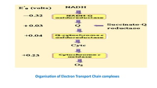 ETC-AND-ATP-SYNTHESIS ELECTRON TRANSPORT CHAIN AND ATP SYNTHESIS.pptx - Produce Atp Through The Etc