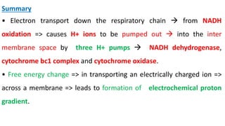 Picture of ETC-AND-ATP-SYNTHESIS ELECTRON TRANSPORT CHAIN AND ATP SYNTHESIS.pptx