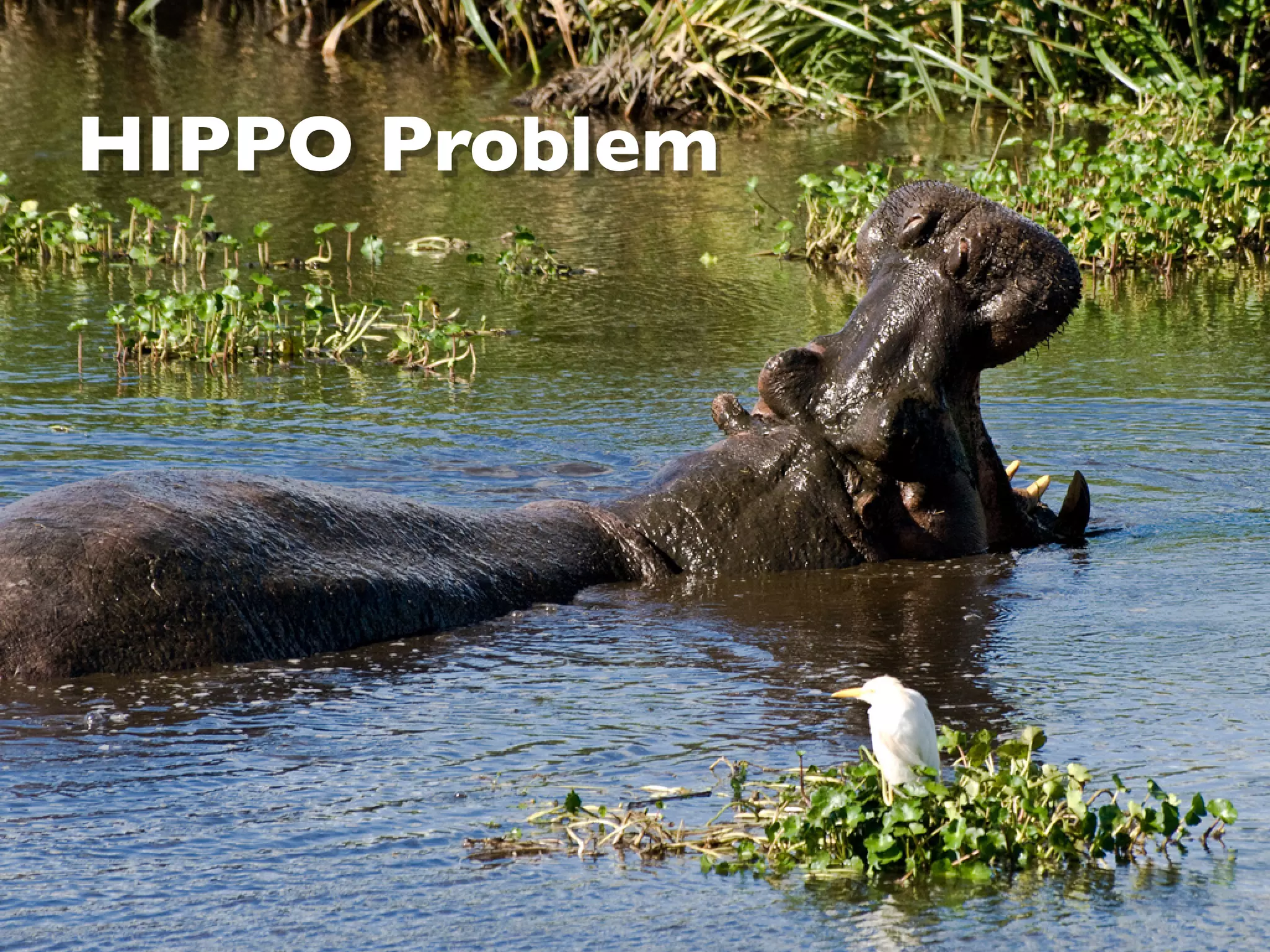 HIPPO Problem
 