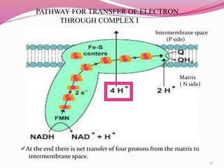 Electron transport chain and Oxidative phosphorylation | PPTX
