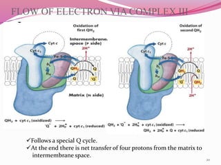 Electron transport chain and Oxidative phosphorylation | PPTX