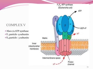 Electron transport chain and Oxidative phosphorylation | PPTX
