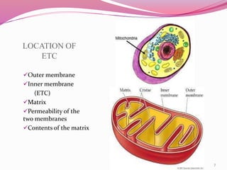 Electron transport chain and Oxidative phosphorylation | PPTX