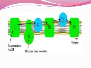 Electron transport chain and Oxidative phosphorylation | PPTX