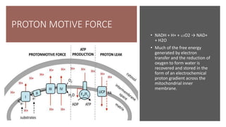 PROTON MOTIVE FORCE
• NADH + H+ + 1/2O2 → NAD+
+ H2O
• Much of the free energy
generated by electron
transfer and the reduction of
oxygen to form water is
recovered and stored in the
form of an electrochemical
proton gradient across the
mitochondrial inner
membrane.
 