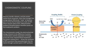CHEMIOSMOTIC COUPLING
Electron transfer releases, and the proton
motive force conserves, more than enough free
energy (about 190 kJ) per “mole” of electron
pairs to drive the formation of a mole of ATP,
which requires about 50 kJ. Mitochondrial
oxidative phosphorylation therefore poses no
thermodynamic problem.
The chemiosmotic model: the electrochemical
energy inherent in the difference in proton
concentration and the separation of charge
across the inner mitochondrial membrane —
the proton-motive force — drives the synthesis
of ATP as protons flow passively back into the
matrix through a proton pore in ATP synthase.
 