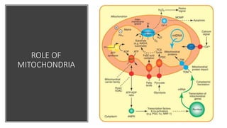 ROLE OF
MITOCHONDRIA
 