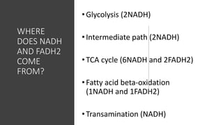 WHERE
DOES NADH
AND FADH2
COME
FROM?
•Glycolysis (2NADH)
•Intermediate path (2NADH)
•TCA cycle (6NADH and 2FADH2)
•Fatty acid beta-oxidation
(1NADH and 1FADH2)
•Transamination (NADH)
 