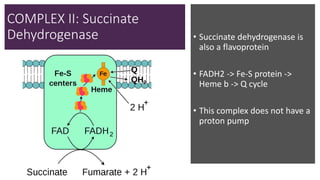 COMPLEX II: Succinate
Dehydrogenase • Succinate dehydrogenase is
also a flavoprotein
• FADH2 -> Fe-S protein ->
Heme b -> Q cycle
• This complex does not have a
proton pump
 