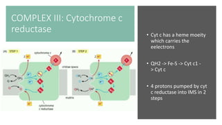 COMPLEX III: Cytochrome c
reductase • Cyt c has a heme moeity
which carries the
eelectrons
• QH2 -> Fe-S -> Cyt c1 -
> Cyt c
• 4 protons pumped by cyt
c reductase into IMS in 2
steps
 