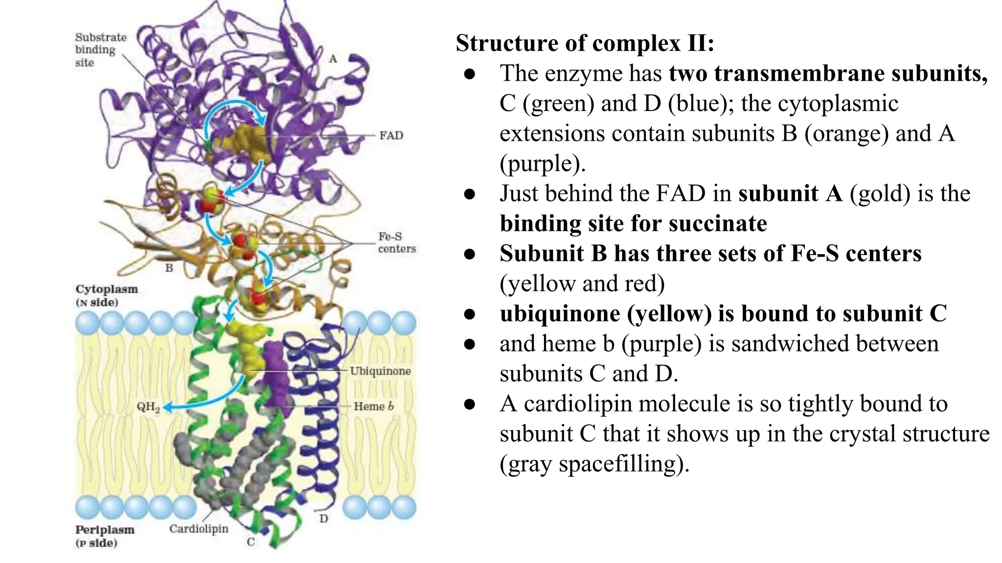 Structure of complex II:
● The enzyme has two transmembrane subunits,
C (green) and D (blue); the cytoplasmic
extensions contain subunits B (orange) and A
(purple).
● Just behind the FAD in subunit A (gold) is the
binding site for succinate
● Subunit B has three sets of Fe-S centers
(yellow and red)
● ubiquinone (yellow) is bound to subunit C
● and heme b (purple) is sandwiched between
subunits C and D.
● A cardiolipin molecule is so tightly bound to
subunit C that it shows up in the crystal structure
(gray spacefilling).
 