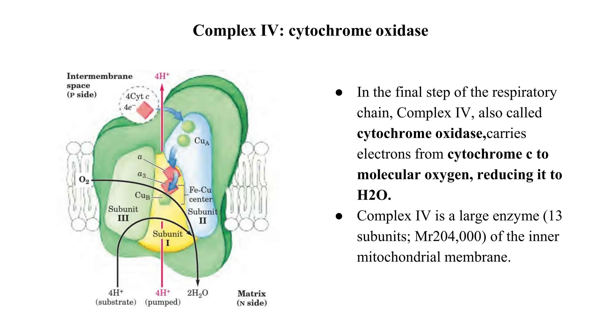 ● In the final step of the respiratory
chain, Complex IV, also called
cytochrome oxidase,carries
electrons from cytochrome c to
molecular oxygen, reducing it to
H2O.
● Complex IV is a large enzyme (13
subunits; Mr204,000) of the inner
mitochondrial membrane.
Complex IV: cytochrome oxidase
 