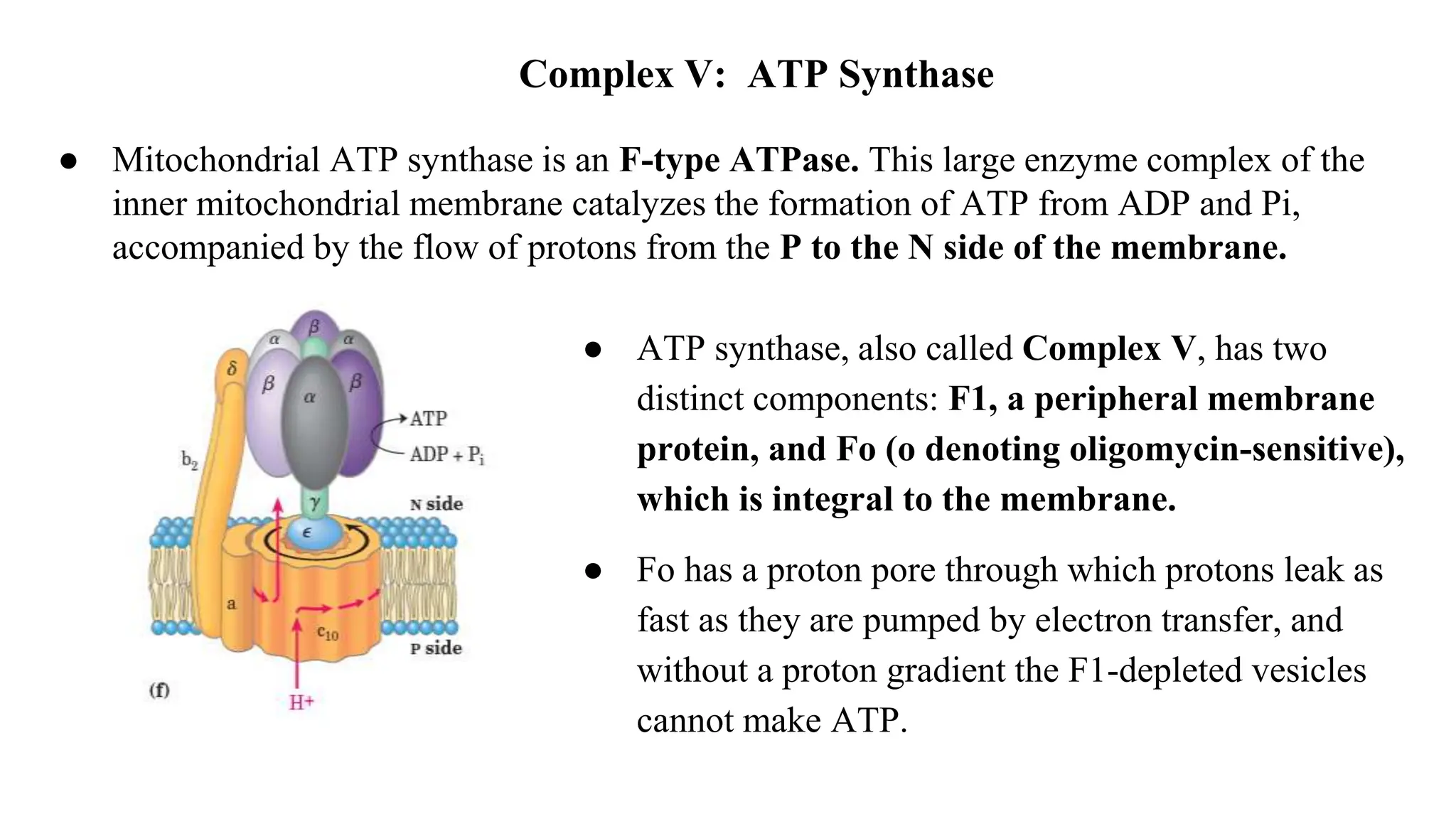 Complex V: ATP Synthase
● ATP synthase, also called Complex V, has two
distinct components: F1, a peripheral membrane
protein, and Fo (o denoting oligomycin-sensitive),
which is integral to the membrane.
● Fo has a proton pore through which protons leak as
fast as they are pumped by electron transfer, and
without a proton gradient the F1-depleted vesicles
cannot make ATP.
● Mitochondrial ATP synthase is an F-type ATPase. This large enzyme complex of the
inner mitochondrial membrane catalyzes the formation of ATP from ADP and Pi,
accompanied by the flow of protons from the P to the N side of the membrane.
 