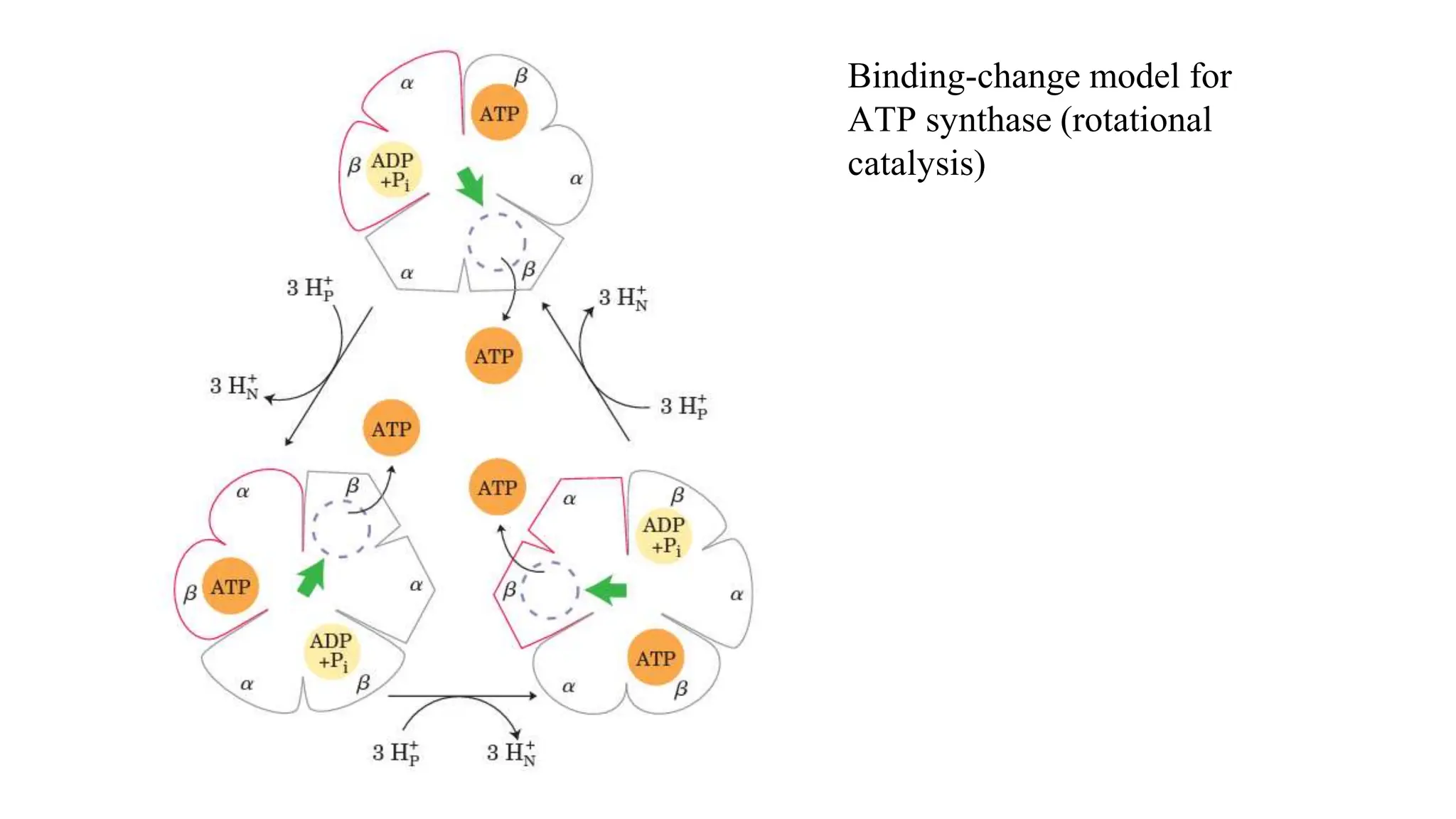 Binding-change model for
ATP synthase (rotational
catalysis)
 