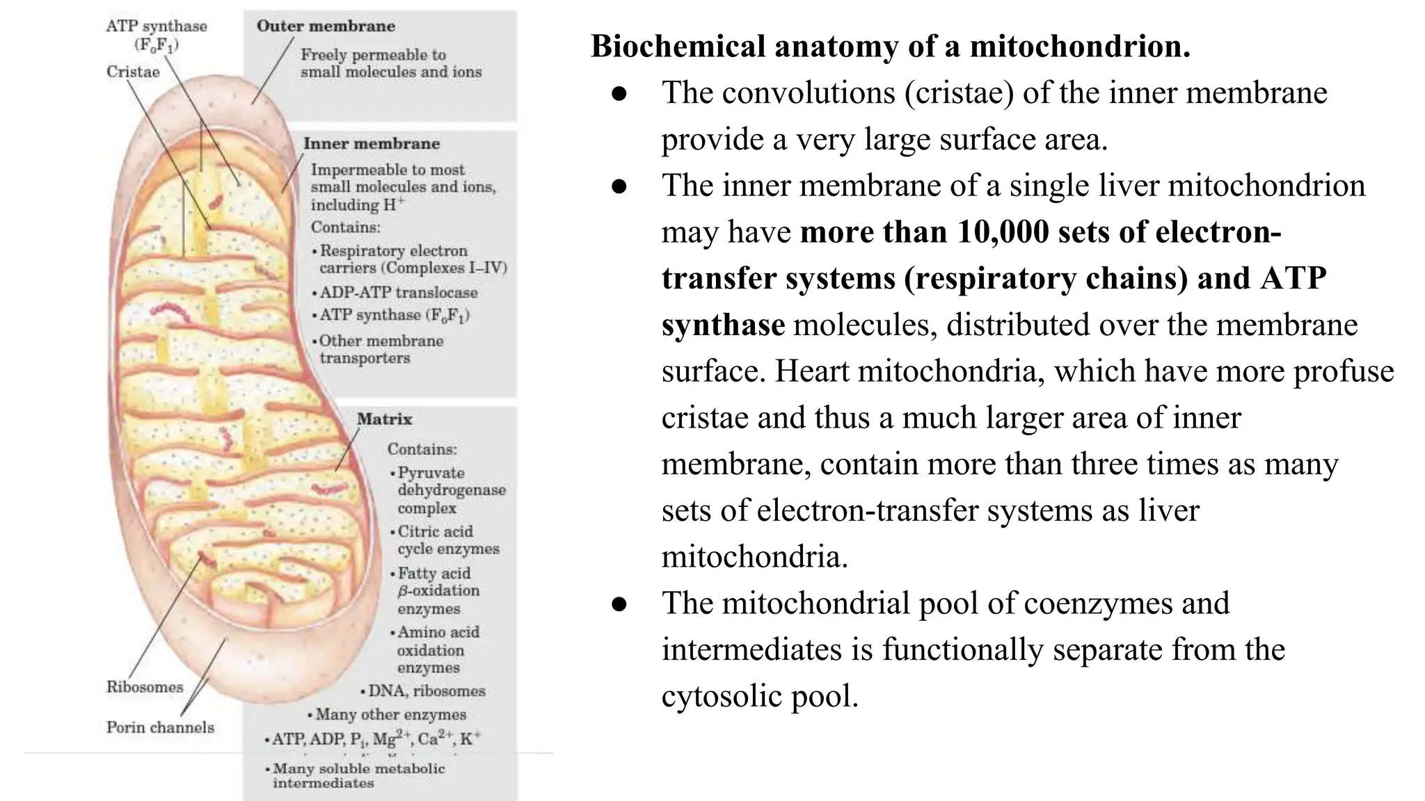 Biochemical anatomy of a mitochondrion.
● The convolutions (cristae) of the inner membrane
provide a very large surface area.
● The inner membrane of a single liver mitochondrion
may have more than 10,000 sets of electron-
transfer systems (respiratory chains) and ATP
synthase molecules, distributed over the membrane
surface. Heart mitochondria, which have more profuse
cristae and thus a much larger area of inner
membrane, contain more than three times as many
sets of electron-transfer systems as liver
mitochondria.
● The mitochondrial pool of coenzymes and
intermediates is functionally separate from the
cytosolic pool.
 