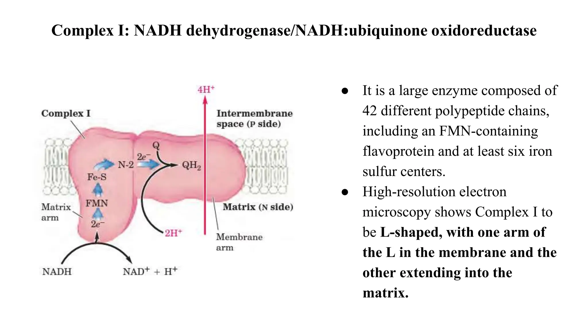 Complex I: NADH dehydrogenase/NADH:ubiquinone oxidoreductase
● It is a large enzyme composed of
42 different polypeptide chains,
including an FMN-containing
flavoprotein and at least six iron
sulfur centers.
● High-resolution electron
microscopy shows Complex I to
be L-shaped, with one arm of
the L in the membrane and the
other extending into the
matrix.
 