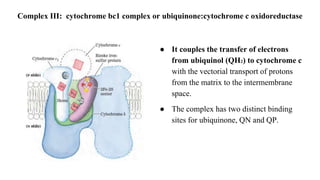 ● It couples the transfer of electrons
from ubiquinol (QH2) to cytochrome c
with the vectorial transport of protons
from the matrix to the intermembrane
space.
● The complex has two distinct binding
sites for ubiquinone, QN and QP.
Complex III: cytochrome bc1 complex or ubiquinone:cytochrome c oxidoreductase
 