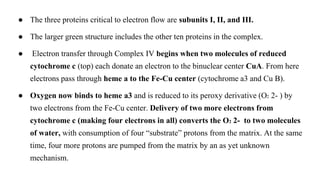 ● The three proteins critical to electron flow are subunits I, II, and III.
● The larger green structure includes the other ten proteins in the complex.
● Electron transfer through Complex IV begins when two molecules of reduced
cytochrome c (top) each donate an electron to the binuclear center CuA. From here
electrons pass through heme a to the Fe-Cu center (cytochrome a3 and Cu B).
● Oxygen now binds to heme a3 and is reduced to its peroxy derivative (O2 2- ) by
two electrons from the Fe-Cu center. Delivery of two more electrons from
cytochrome c (making four electrons in all) converts the O2 2- to two molecules
of water, with consumption of four “substrate” protons from the matrix. At the same
time, four more protons are pumped from the matrix by an as yet unknown
mechanism.
 