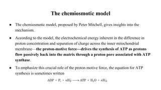 The chemiosmotic model
● The chemiosmotic model, proposed by Peter Mitchell, gives insights into the
mechanism.
● According to the model, the electrochemical energy inherent in the difference in
proton concentration and separation of charge across the inner mitochondrial
membrane—the proton-motive force—drives the synthesis of ATP as protons
flow passively back into the matrix through a proton pore associated with ATP
synthase.
● To emphasize this crucial role of the proton motive force, the equation for ATP
synthesis is sometimes written
 