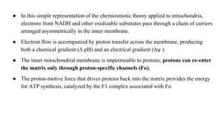 ● In this simple representation of the chemiosmotic theory applied to mitochondria,
electrons from NADH and other oxidizable substrates pass through a chain of carriers
arranged asymmetrically in the inner membrane.
● Electron flow is accompanied by proton transfer across the membrane, producing
both a chemical gradient (Δ pH) and an electrical gradient (Δψ ).
● The inner mitochondrial membrane is impermeable to protons; protons can re-enter
the matrix only through proton-specific channels (Fo).
● The proton-motive force that drives protons back into the matrix provides the energy
for ATP synthesis, catalyzed by the F1 complex associated with Fo.
 