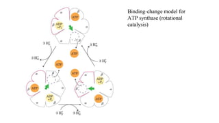 Binding-change model for
ATP synthase (rotational
catalysis)
 