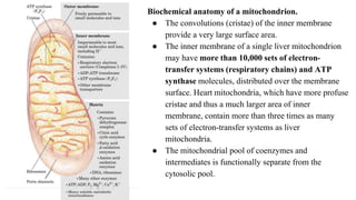 Biochemical anatomy of a mitochondrion.
● The convolutions (cristae) of the inner membrane
provide a very large surface area.
● The inner membrane of a single liver mitochondrion
may have more than 10,000 sets of electron-
transfer systems (respiratory chains) and ATP
synthase molecules, distributed over the membrane
surface. Heart mitochondria, which have more profuse
cristae and thus a much larger area of inner
membrane, contain more than three times as many
sets of electron-transfer systems as liver
mitochondria.
● The mitochondrial pool of coenzymes and
intermediates is functionally separate from the
cytosolic pool.
 