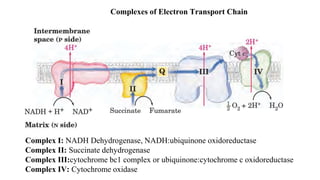 Complex I: NADH Dehydrogenase, NADH:ubiquinone oxidoreductase
Complex II: Succinate dehydrogenase
Complex III:cytochrome bc1 complex or ubiquinone:cytochrome c oxidoreductase
Complex IV: Cytochrome oxidase
Complexes of Electron Transport Chain
 