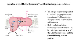Complex I: NADH dehydrogenase/NADH:ubiquinone oxidoreductase
● It is a large enzyme composed of
42 different polypeptide chains,
including an FMN-containing
flavoprotein and at least six iron
sulfur centers.
● High-resolution electron
microscopy shows Complex I to
be L-shaped, with one arm of
the L in the membrane and the
other extending into the
matrix.
 