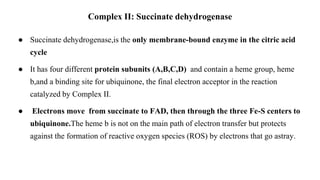 ● Succinate dehydrogenase,is the only membrane-bound enzyme in the citric acid
cycle
● It has four different protein subunits (A,B,C,D) and contain a heme group, heme
b,and a binding site for ubiquinone, the final electron acceptor in the reaction
catalyzed by Complex II.
● Electrons move from succinate to FAD, then through the three Fe-S centers to
ubiquinone.The heme b is not on the main path of electron transfer but protects
against the formation of reactive oxygen species (ROS) by electrons that go astray.
Complex II: Succinate dehydrogenase
 